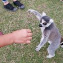 Au Parc Saint Léger, cirque fixe : tripoter des lémuriens ou danser au milieu des lionnes