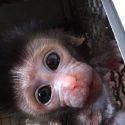 Nous devons sauver les primates