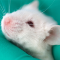 Global week of action for victims of animal experimentation