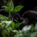 Rwanda : la faune aux mille facettes
