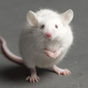 Experiments on Mice, distorted results!