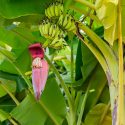 Resilience through Banana Oils, Kadalys’ Ethical Entrepreneurship