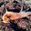 A dying fox, a walker threatened: will the ‘trapper’ soon be identified?