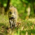 Le Préfet des Pyrénées-Orientales joue à cache-cache avec ses arrêtés