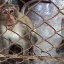 Excellent news: Egyptair has put an end to transporting monkeys for labs!