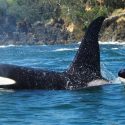 The family of the orca Lolita is dying!