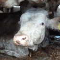 France-Turkey: the unbearable ordeal of exported cows