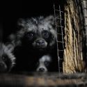 Fashion Week 2018: tell Prada that animal fur is out of fashion