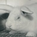 An urgent reform of ethical committees in animal testing is needed