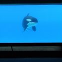 Kiska, Ontario’s Latest MarineLand Orca