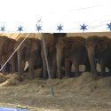 A circus elephant becomes a victim on Spanish roads