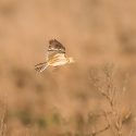 The Ministry of Ecology continues to let hunters trap larks