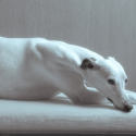 International scandal concerning greyhounds