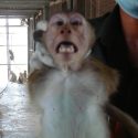 Urgent: let’s act together to stop monkeys being sent to the United States