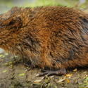 Notre-Dame-des-Landes: The southwestern water vole’s little kingdom