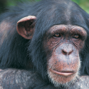 Helping chimpanzees at home