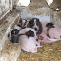 Cauchemar en Dordogne pour des chiens « de chasse » !