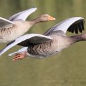 Greylag geese also in the viewfinder of the Ministry of Ecological Transition and Solidarity!