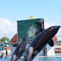 One Voice issues a notice to Marineland regarding the Orcas.