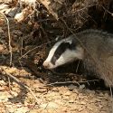 Underground hunting tears the animals from their burrows before the sacrifice