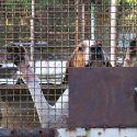 Chiens « de chasse » dans le Jura : une vie de misère