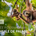 February 1st, join with One Voice against palm oil!