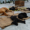 The dogs of Darjeeling