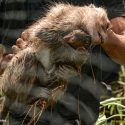 Indonesia must stop capturing monkeys for animal experimentation!