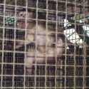 Transport de singes du Cambodge vers les laboratoires d’expérimentation animale aux USA