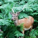 Enfin la clôture de l’interminable saison de chasse à courre