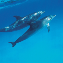 Dolphinariums: our letter to Nicolas Hulot