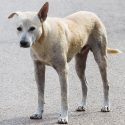 50 dogs killed by a breeder on the island of the Reunion: One Voice is angry!