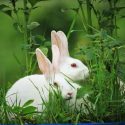 A win for animals! European Parliament votes in favour of a comprehensive phase-out of experiments on animals