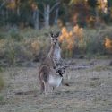 First world kangaroo day calls for national australian moratorium on the commercial killing of kangaroos Saturday 24 october 2020