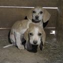 Statu quo pour les chiens « de chasse » mourants en Dordogne