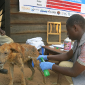 One Voice fight for dogs in Congo