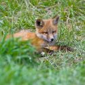 Let’s rally against the shooting of red foxes at night in Moselle
