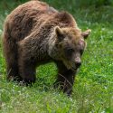 Empêchons l’effarouchement des ours réintroduits dans les Pyrénées !