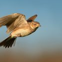 Pour les oiseaux, nous assignons le ministère de l’Écologie devant le Conseil d’État