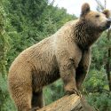 In Ariège, bears are being shot at to make them run away… Hearing in Toulouse on 27 July and 8 August 2022