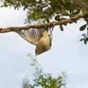 Cruel traps for birds, move along there is nothing to see!