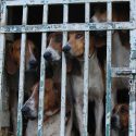 A superficial reform to better maintain hunting?