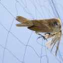 Just appointed, the Minister of Ecological Transition and Solidarity is committed against the birds