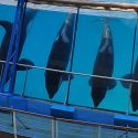 Marineland is considering sending its orcas to a dolphinarium in Japan: One Voice is preparing an attack