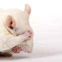 One more animal experiment: force mice to vape and then to announce fake news