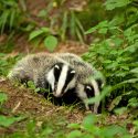 Stop au déterrage complémentaire des blaireaux en Gironde