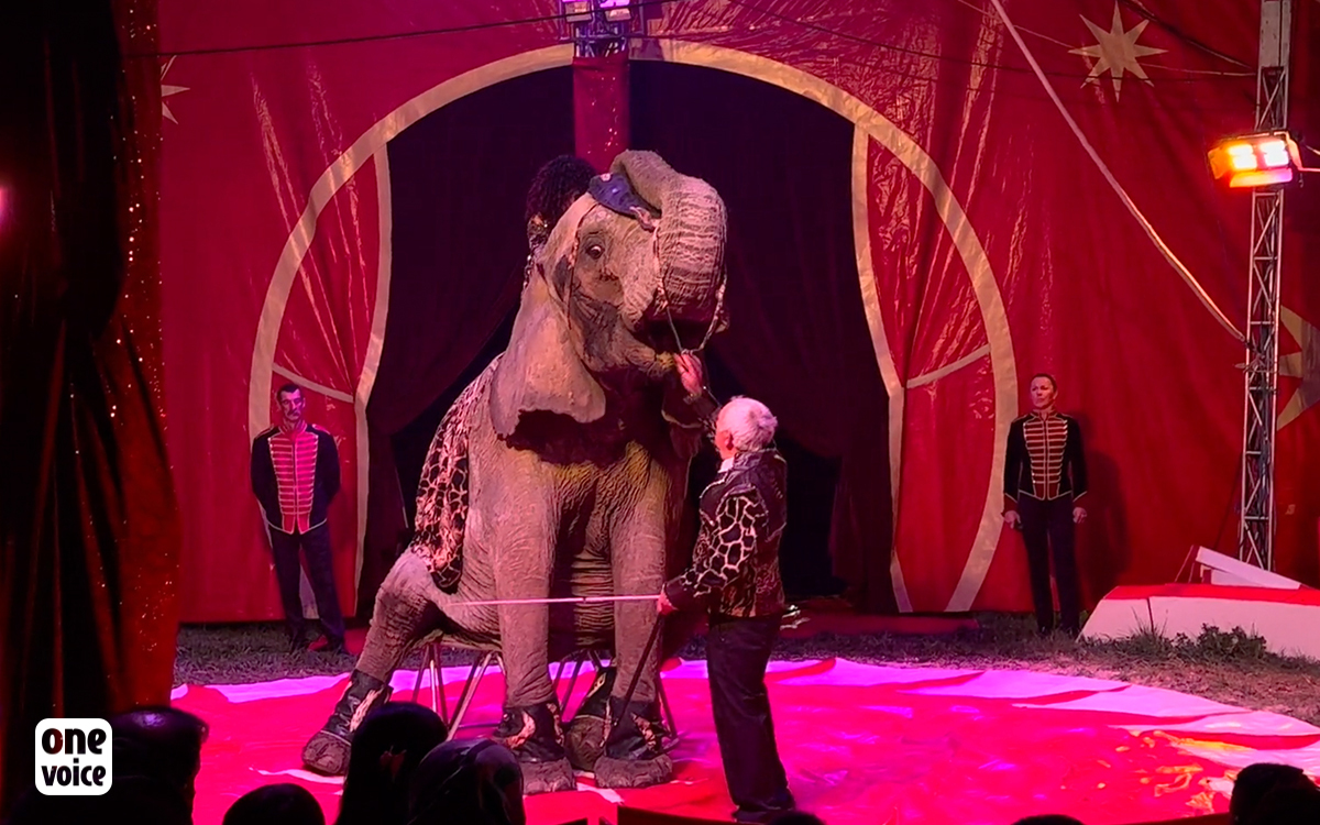 Samba, ou la sempiternelle exploitation d’une éléphante de cirque