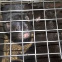 No, Emagny’s mink farm has not yet closed and they still want to expand!
