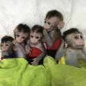China clones’ monkeys so they can deprive them of sleep