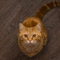 Record the activity of a cat’s brain … for whom?